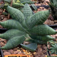sansevieria Pum Pui (AC60) | Rare Snake Plant