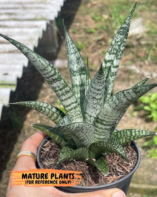 sansevieria Pattaya (ca3) (8) | Rare Import