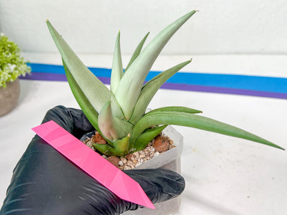Sansevieria Migaloo (#A6) | Imported Plants | Rare Hybrid Species