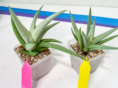 Sansevieria Migaloo (#A6) | Imported Plants | Rare Hybrid Species