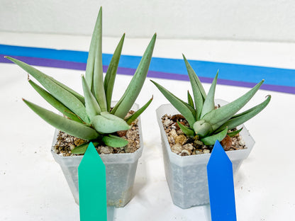 Sansevieria Migaloo (#A6) | Imported Plants | Rare Hybrid Species