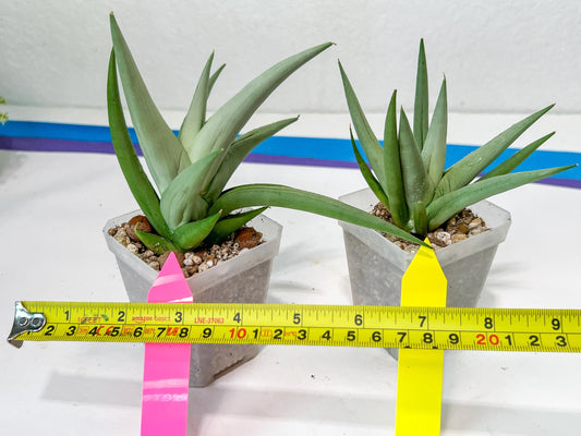 Sansevieria Migaloo (#A6) | Imported Plants | Rare Hybrid Species