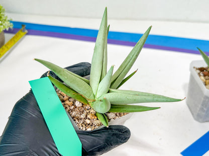 Sansevieria Migaloo (#A6) | Imported Plants | Rare Hybrid Species