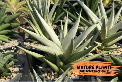 Sansevieria Migaloo (#A6) | Imported Plants | Rare Hybrid Species