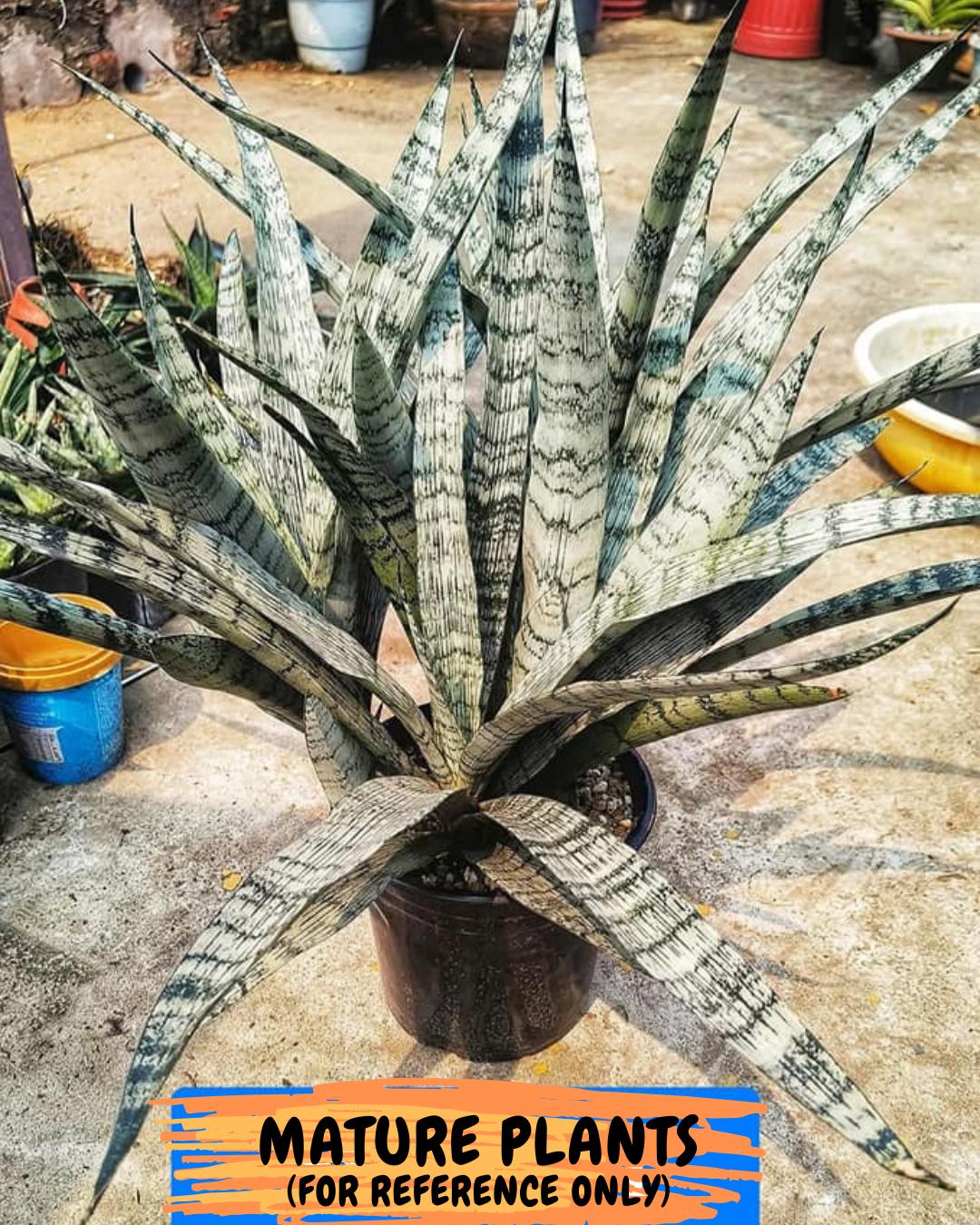 Sansevieria Hybrid Everest | Hybrid Cleopatra