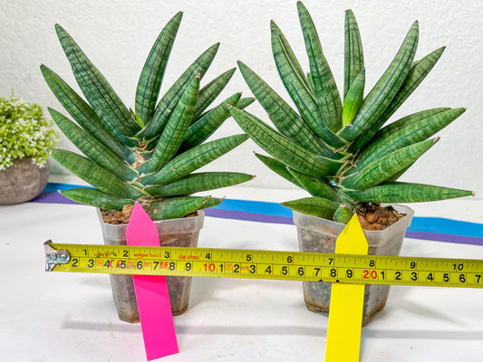 Sansevieria Argento Meloni (#A2) | Imported Plants | Rare Hybrid Species