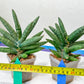 Sansevieria Argento Meloni (#A2) | Pick Your Own Rare Plants