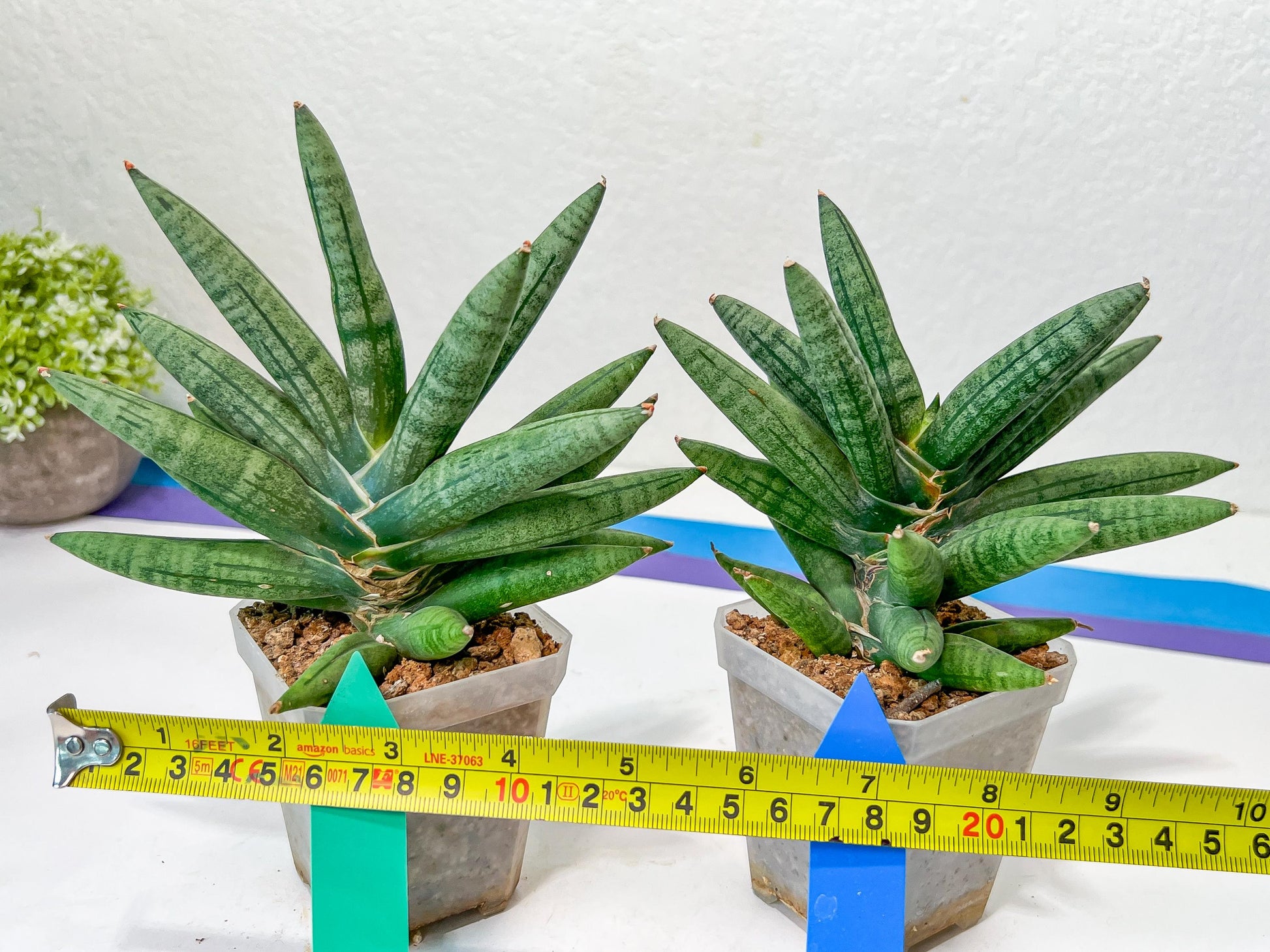 Sansevieria Argento Meloni (#A2) | Pick Your Own Rare Plants