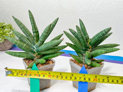 Sansevieria Argento Meloni (#A2) | Imported Plants | Rare Hybrid Species