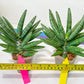 Sansevieria Argento Meloni (#A2) | Pick Your Own Rare Plants