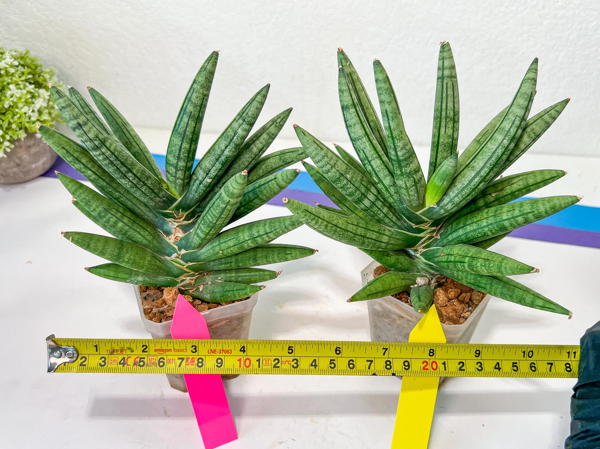Sansevieria Argento Meloni (#A2) | Pick Your Own Rare Plants