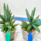 Sansevieria Argento Meloni (#A2) | Pick Your Own Rare Plants