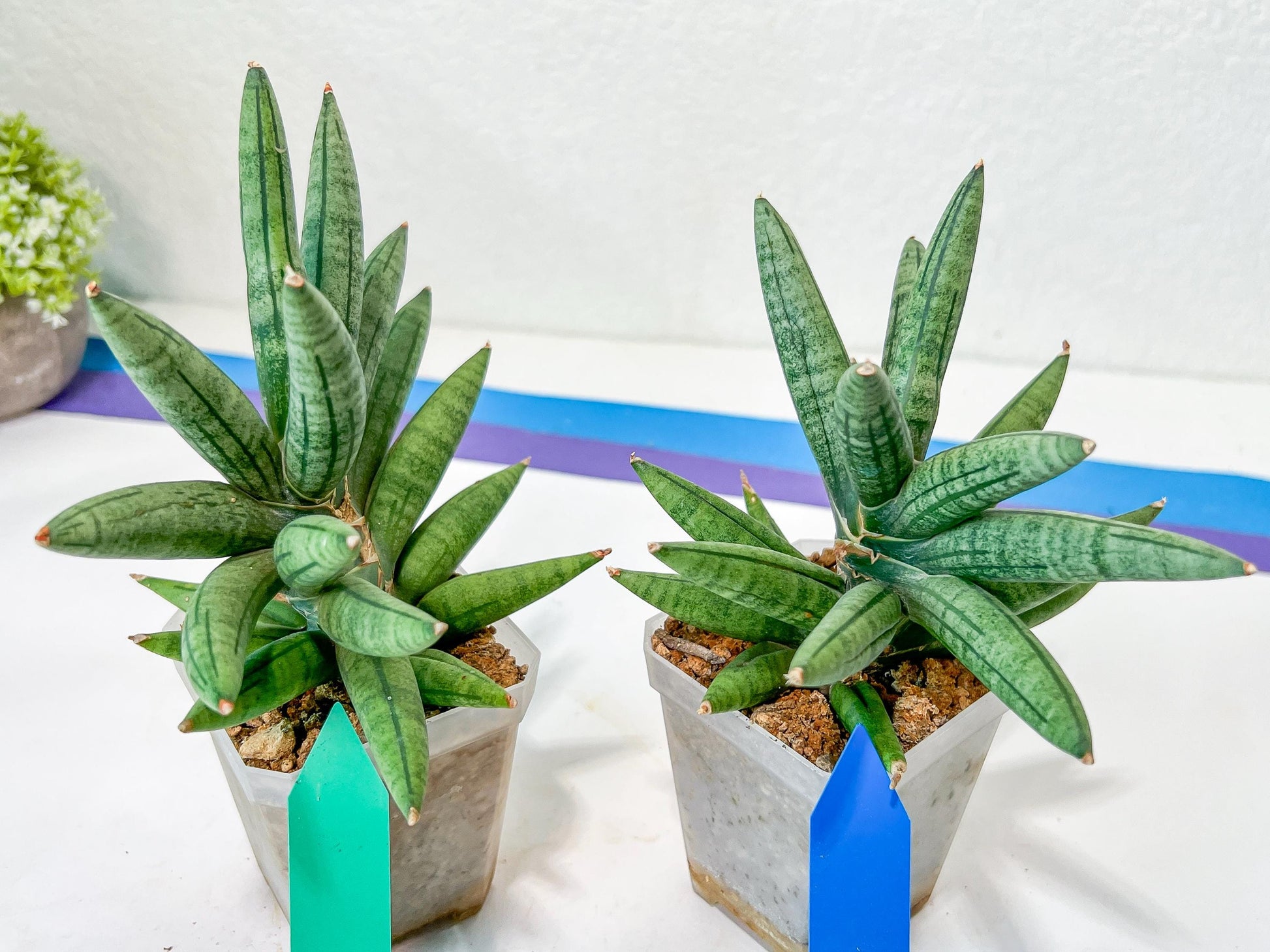 Sansevieria Argento Meloni (#A2) | Pick Your Own Rare Plants