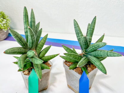 Sansevieria Argento Meloni (#A2) | Imported Plants | Rare Hybrid Species