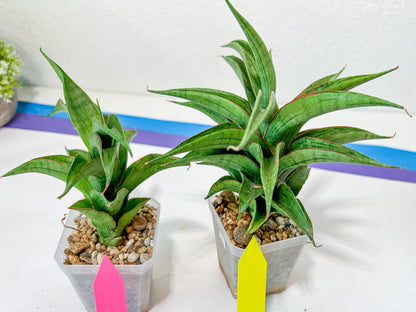 Sansevieria Zeleno Caj (#A2) | Imported Plants | Rare Hybrid Species