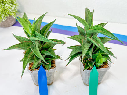 Sansevieria Zeleno Caj (#A2) | Imported Plants | Rare Hybrid Species