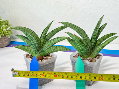 Sansevieria Sadayu (#A2) | Unearth a Unique and Uncommon Plant