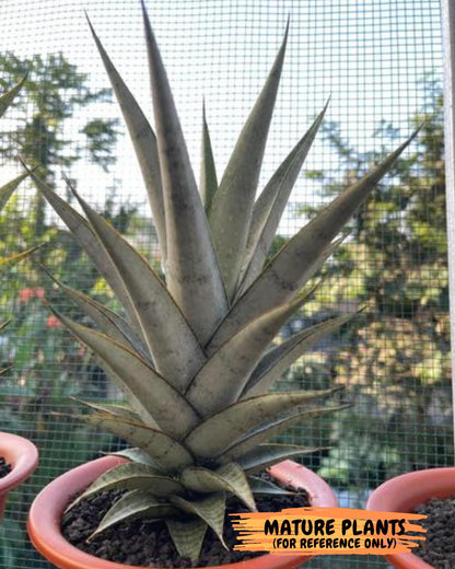 Sansevieria Kagawa (H16) | Let a unique plant bring peace to your space