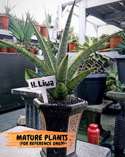 Sansevieria Liwa (H14) | Imported Plants | Rare Hybrid Species