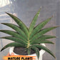 Sansevieria Argopuro (H17) | Invest in joy—start with a rare plant.
