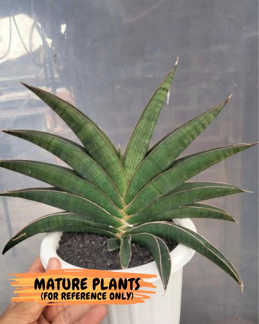 Sansevieria Argopuro (H17) | Invest in joy—start with a rare plant.