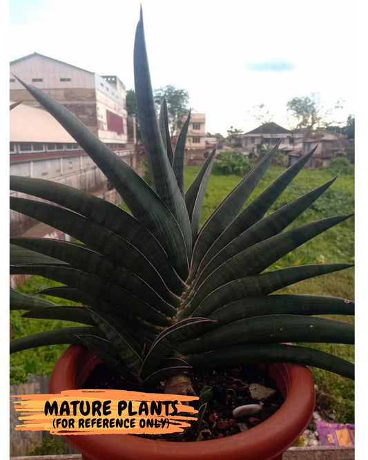 Sansevieria Argopuro (H17) | Invest in joy—start with a rare plant.