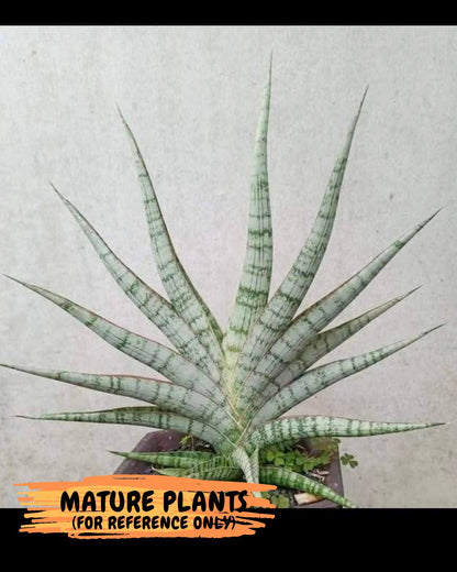 Sansevieria Nogo Geni (H23) | Imported Hybrid