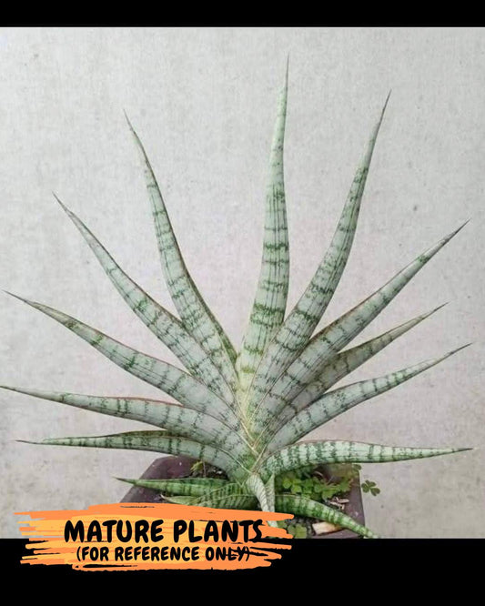 Sansevieria Nogo Geni (H23) | Imported Hybrid
