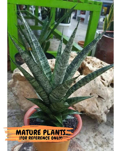 Sansevieria Makayai Frosty (H21) | Imported Plants