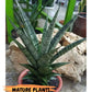 Sansevieria Makayai Frosty (H21) | Imported Plants