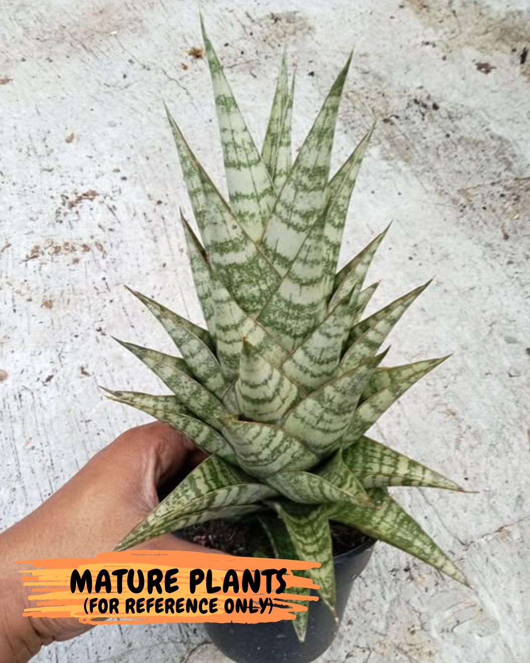Sansevieria Personi x cordova x boncel (H25) | Only a few left—don’t miss out