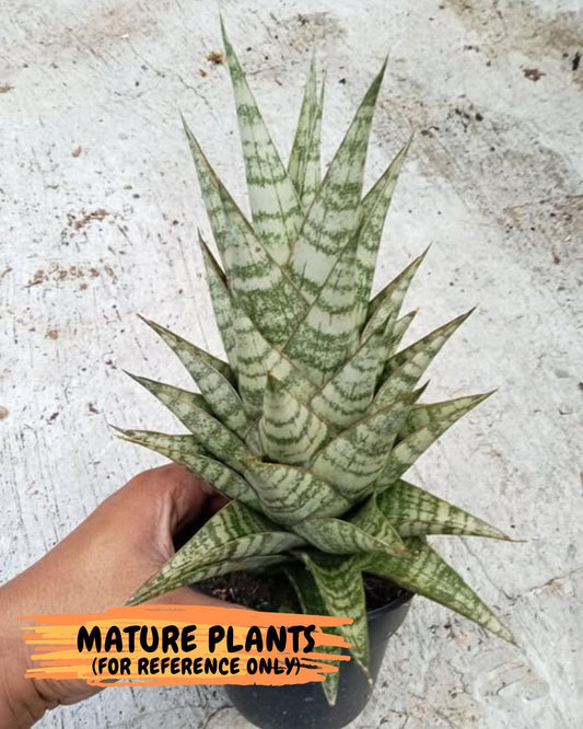 Sansevieria Personi x cordova x boncel (H25) | Only a few left—don’t miss out