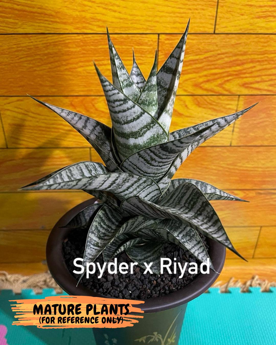 Sansevieria Spyder x Riyad | Brighten your day with a unique plant find!