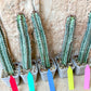 Confinalis Ssp. Rhodesia Cactus | Mint Color cactus | Rare cactus