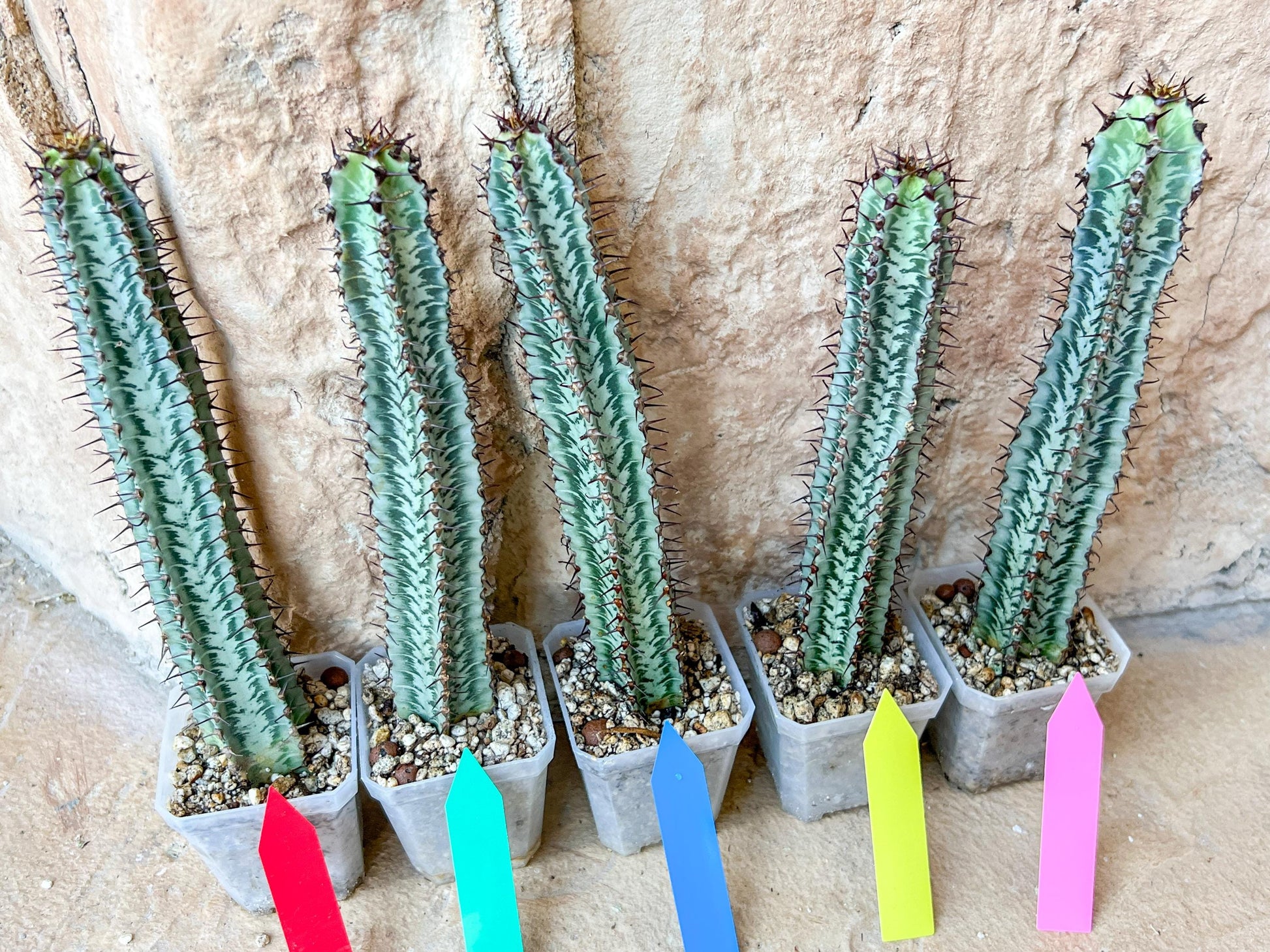 Confinalis Ssp. Rhodesia Cactus | Mint Color cactus | Rare cactus