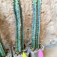 Confinalis Ssp. Rhodesia Cactus | Mint Color cactus | Rare cactus