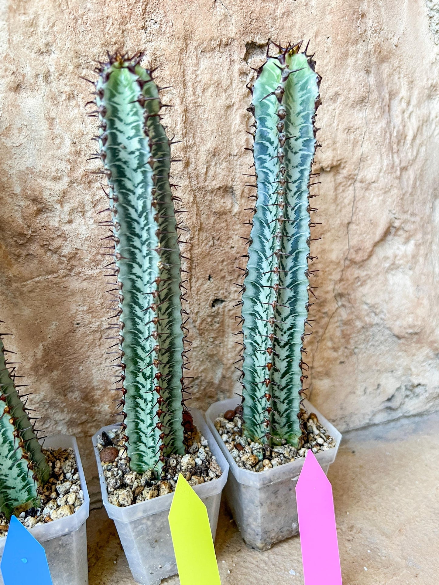 Confinalis Ssp. Rhodesia Cactus | Mint Color cactus | Rare cactus