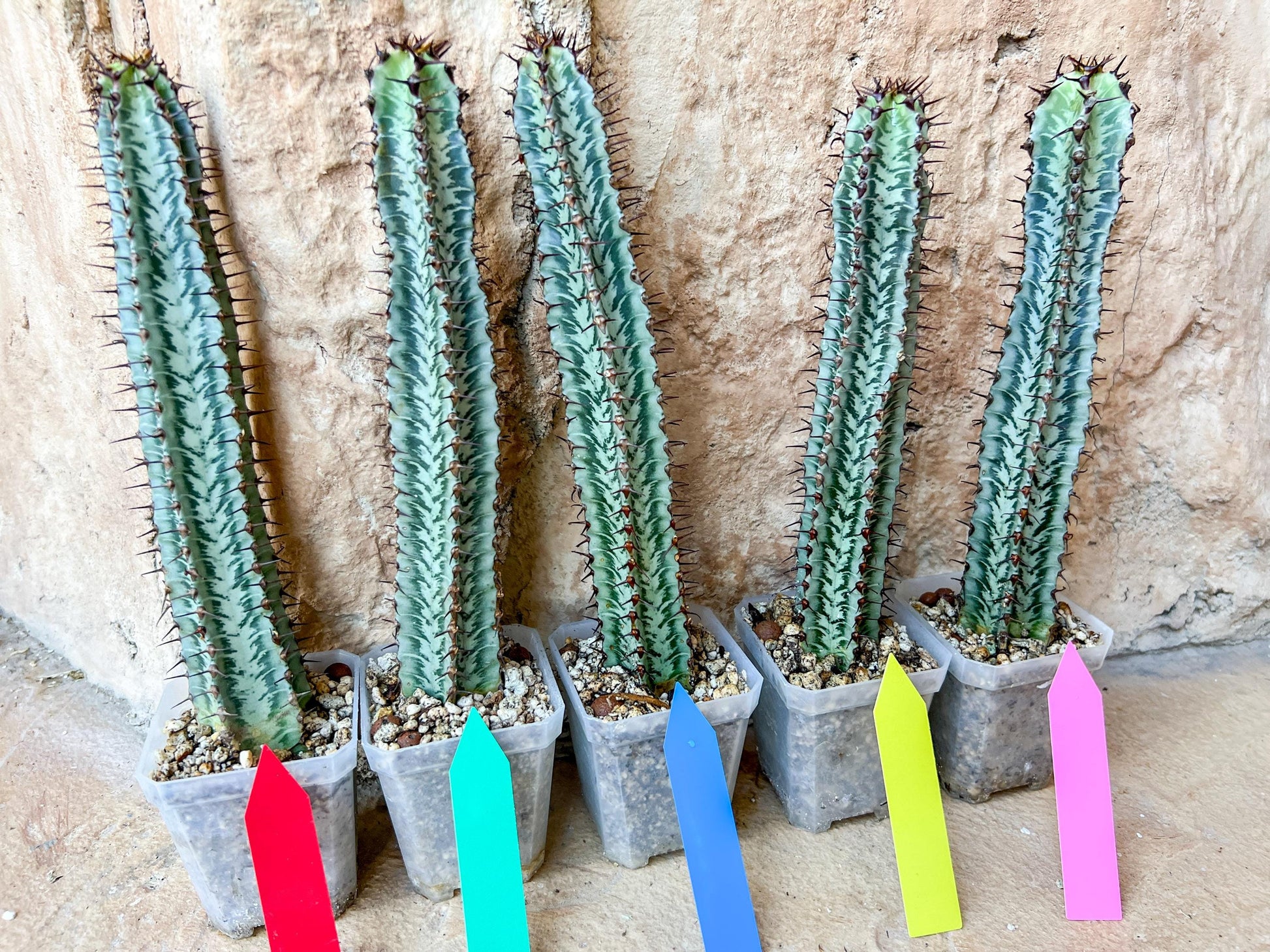 Confinalis Ssp. Rhodesia Cactus | Mint Color cactus | Rare cactus