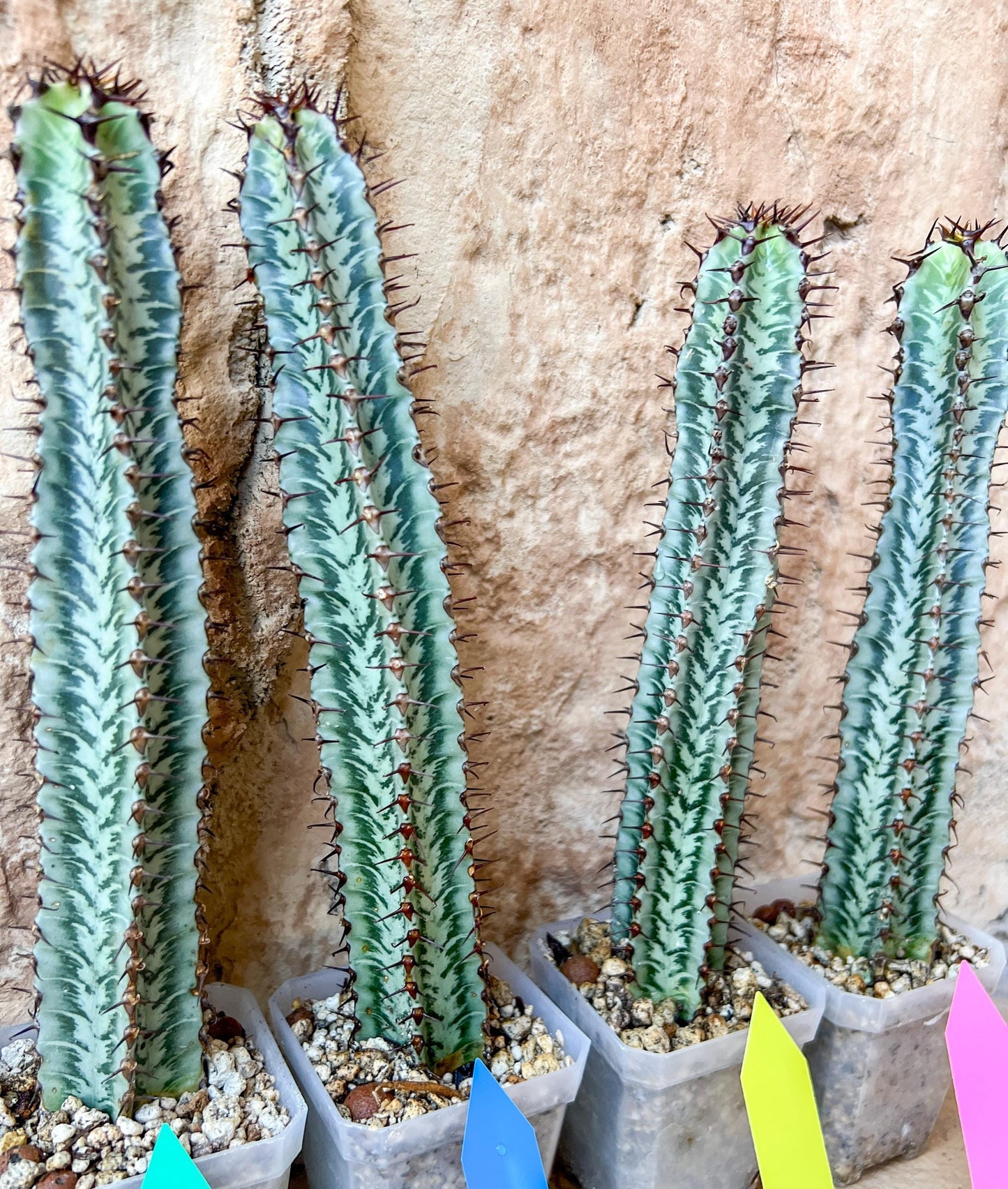 Confinalis Ssp. Rhodesia Cactus | Mint Color cactus | Rare cactus