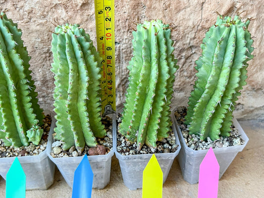 Horrida Cactus | Collectors chase, nature creates | Imported