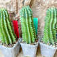 Horrida Cactus | Collectors chase, nature creates | Imported