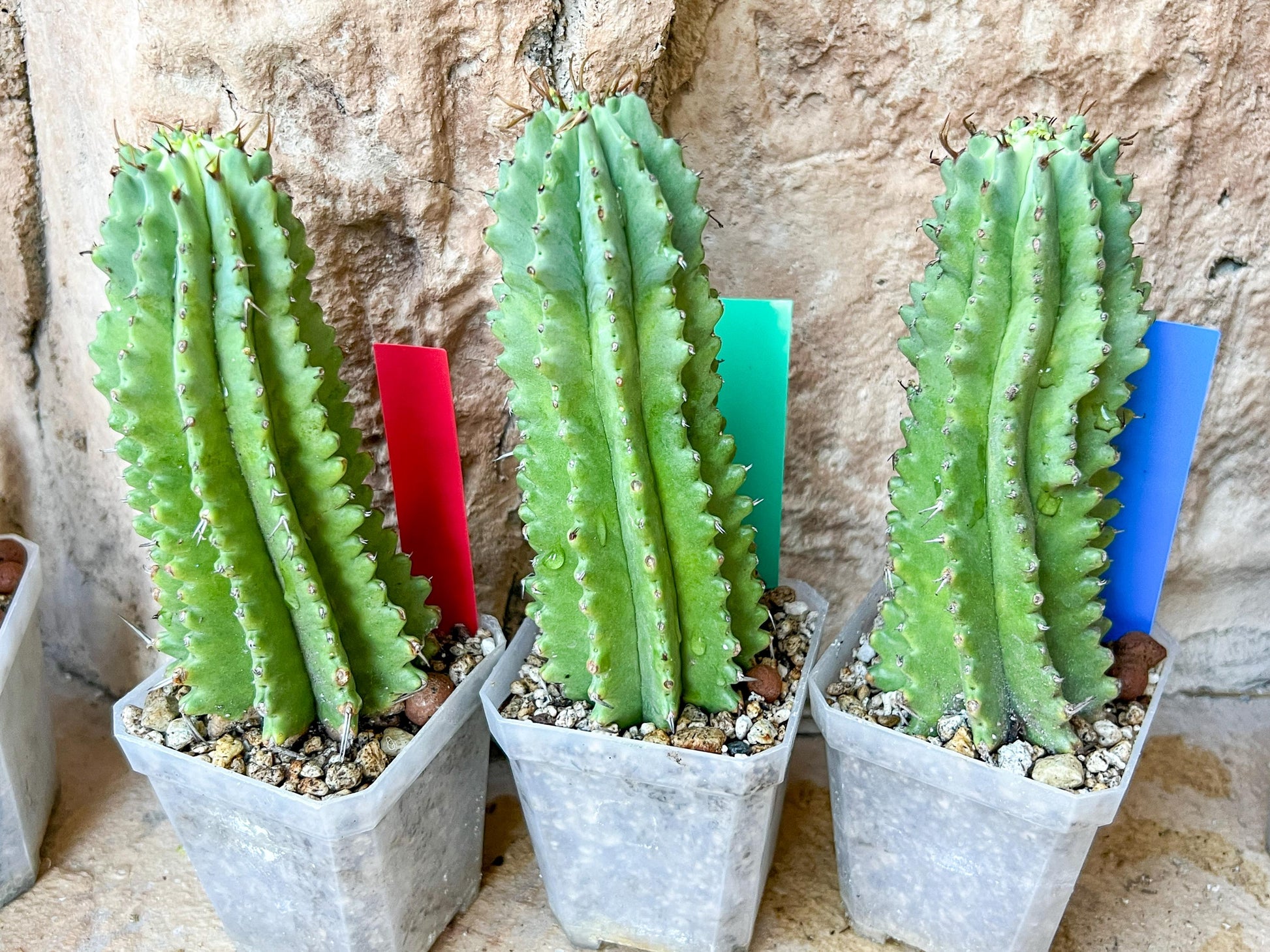 Horrida Cactus | Collectors chase, nature creates | Imported
