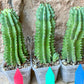 Horrida Cactus | Collectors chase, nature creates | Imported