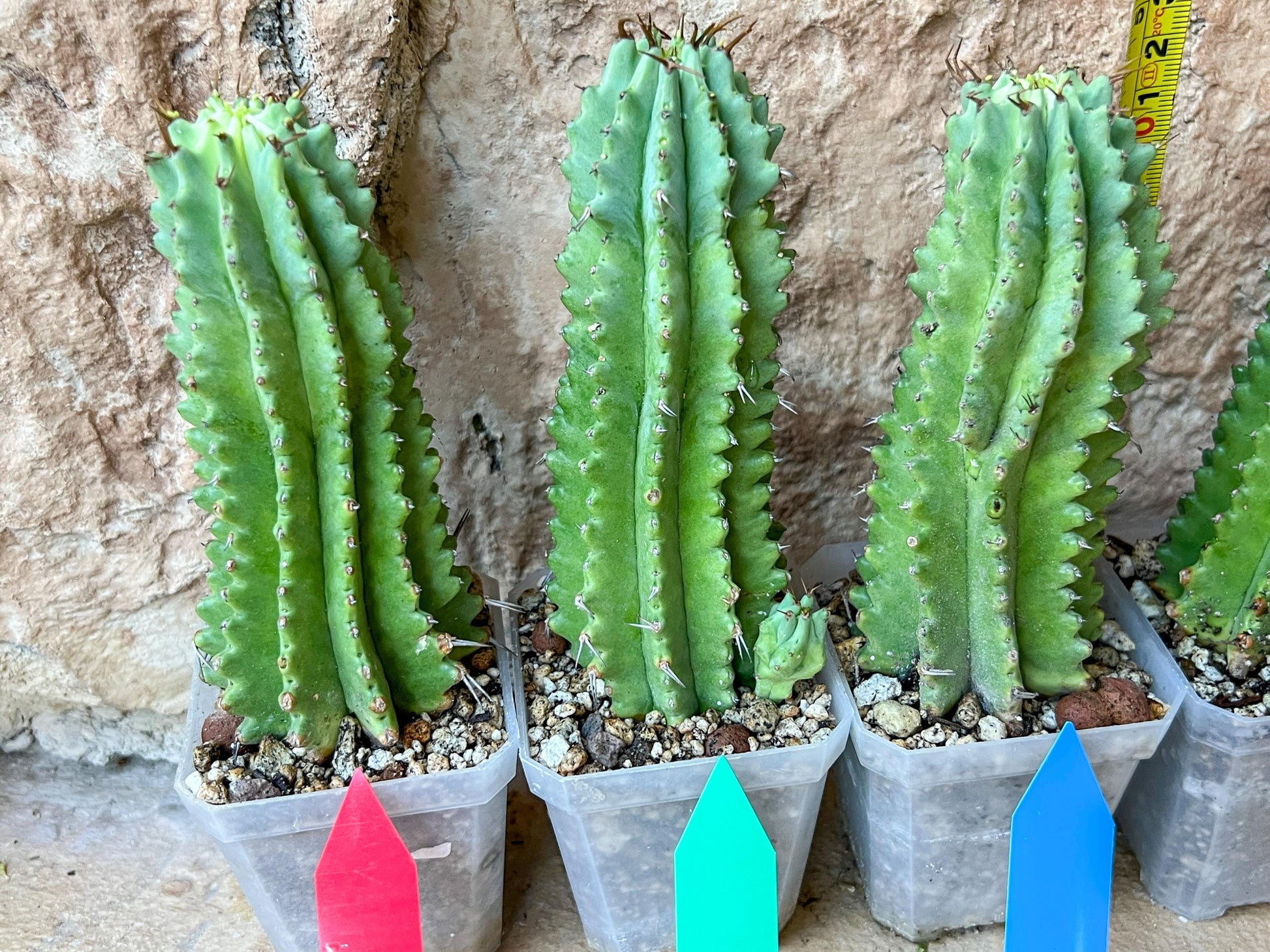Horrida Cactus | Collectors chase, nature creates | Imported