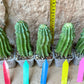 Horrida Cactus | Collectors chase, nature creates | Imported
