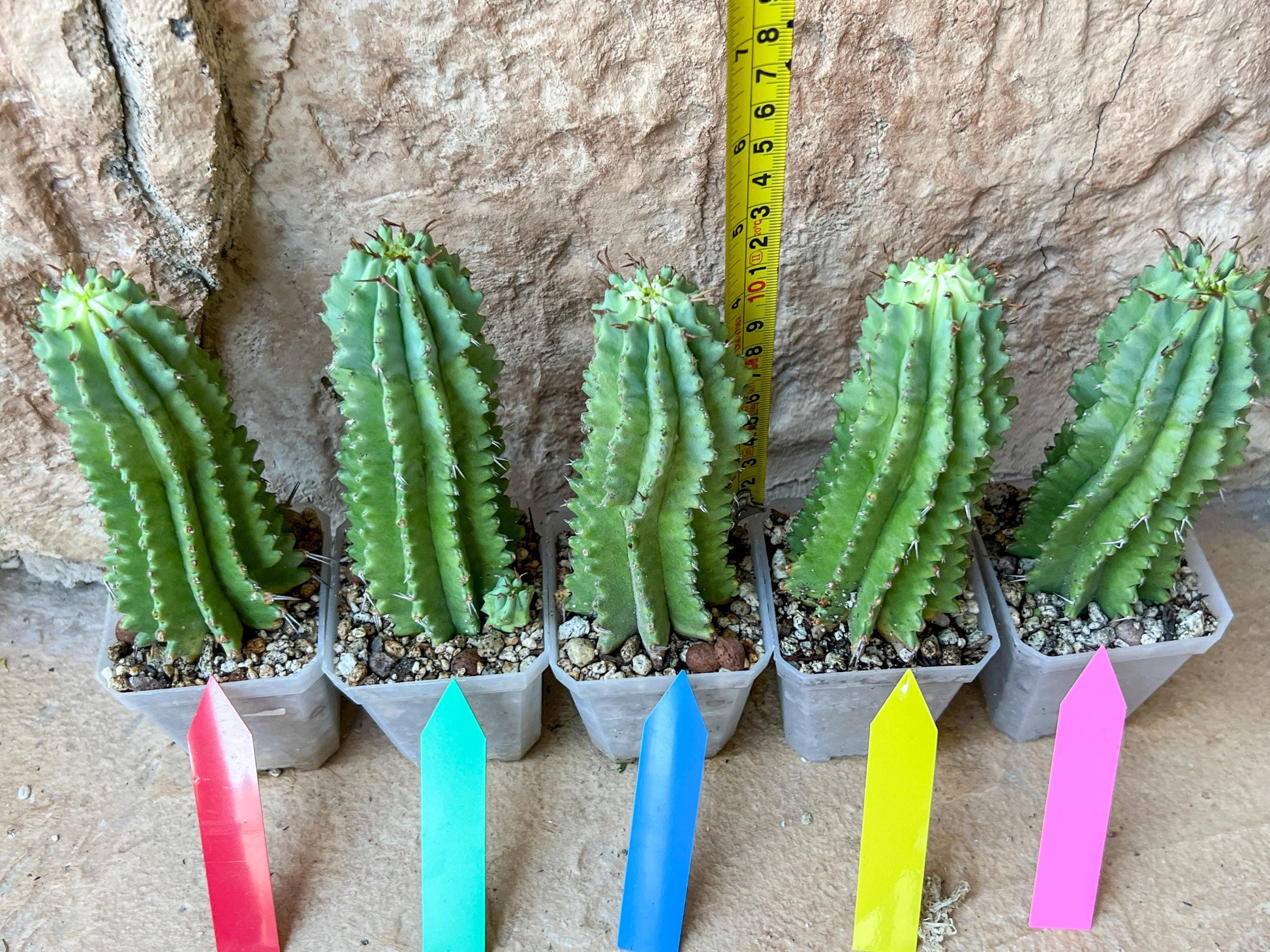 Horrida Cactus | Collectors chase, nature creates | Imported