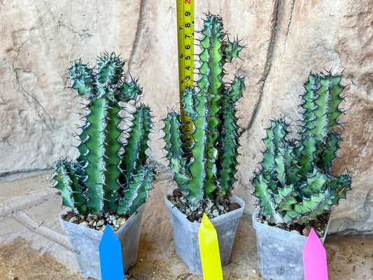 Cactus Petraea S.Carter | Succulent Cactus | Beautiful Plant | Imported