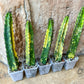 Harrisia Jusbertii Variegated | Imported Cactus | Rare Succulent