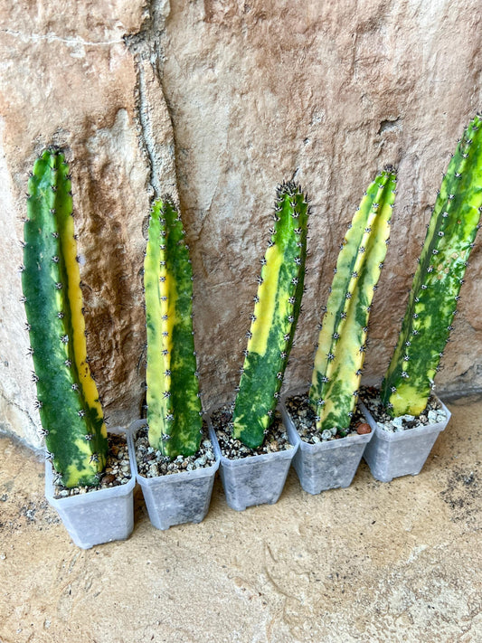 Harrisia Jusbertii Variegated | Imported Cactus | Rare Succulent