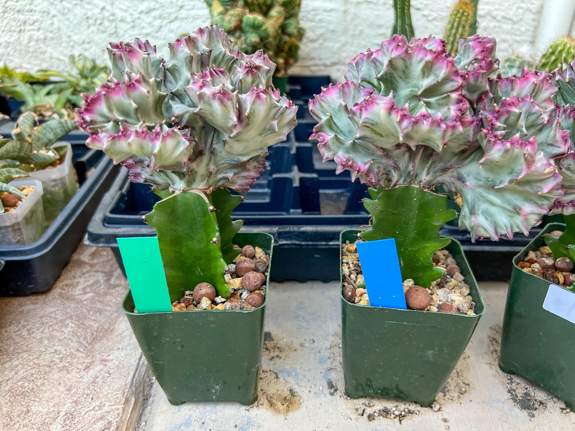 Large Lactea Crested Grafted More Silver/White | Imported Cactus | Rare Succulent